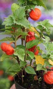 Physalis