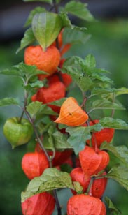 Physalis