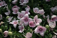 Platycodon