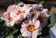 Primel Acaulis