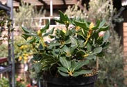 Rhododendron