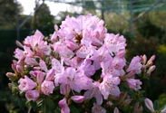 Rhododendron
