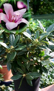 Rhododendron