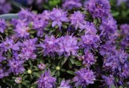 Rhododendron