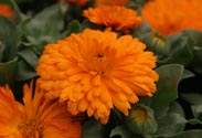 Ringelblume