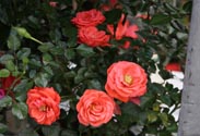 Beet-Rose