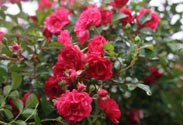 Bodendecker-Rose