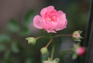 Bodendecker-Rose