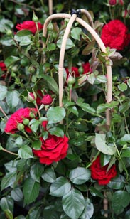 Rose am Bogen