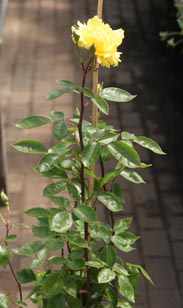 Kletterrose