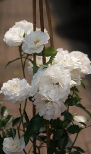 Kletterrose