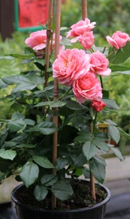 Rose am Spalier