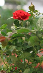 Rose Mini