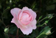 Lizenz-Kletterrose