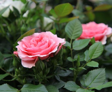 Rosen-Stamm