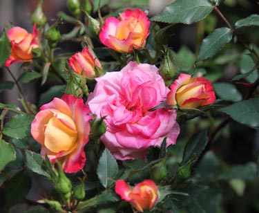 Rosen-Stamm