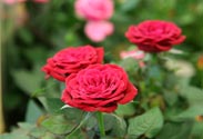 Topf-Rose