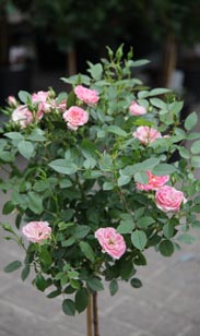 Rosen-Stamm