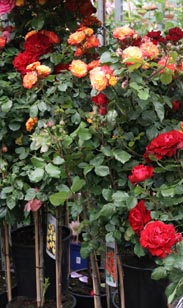 Rosenstamm