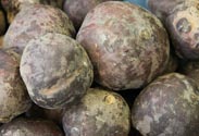 Rote Beete