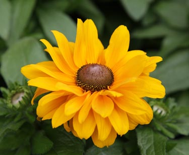 Rudbeckia