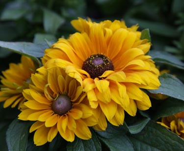 Rudbeckia