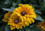 Rudbeckia