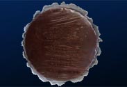 Sacher-Torte
