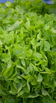 Salat Kriszet