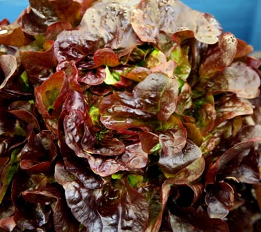 Salat