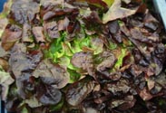 Salat
