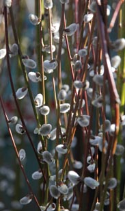 Salix