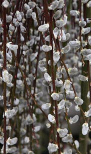 Salix