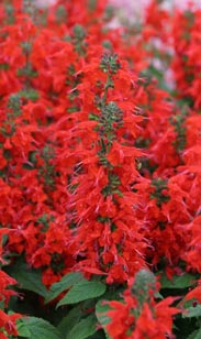 Salvien rot