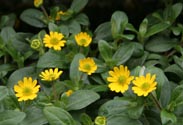 Sanvitalia