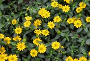 Sanvitalia