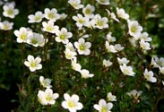 Saxifraga