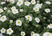 Saxifraga