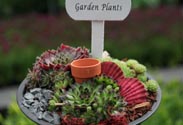 Schale Sempervivum