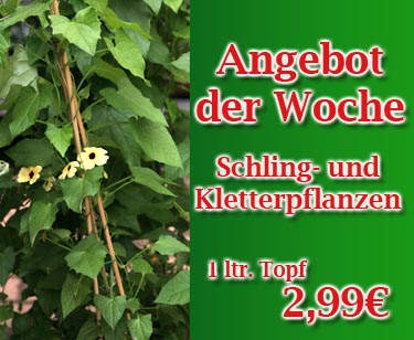 z.B. Schwarzäugige Susanne