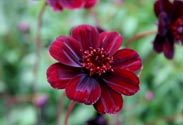 Schokoladenblume
