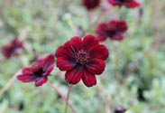 Schokoladenblume