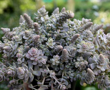 Sedum - Chinesische Narrenkappe