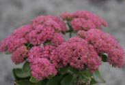 Sedum