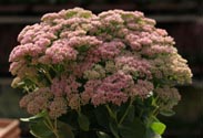 Sedum