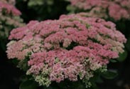 Sedum
