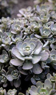 Sedum Mix