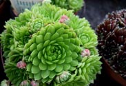 Sempervivum