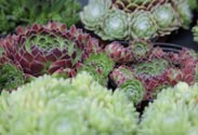 Sempervivum