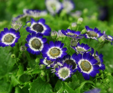 Senecio Cineraria